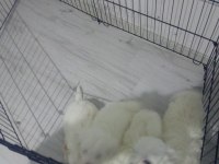 45 günlük beyaz maltese terrier