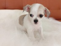 Irk Şampiyonu Babadan SAFKAN Chihuahua