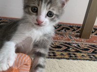 Çok oyuncu erkek kedi şanslı