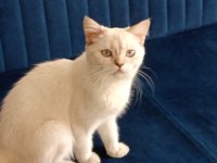 British shorthair point