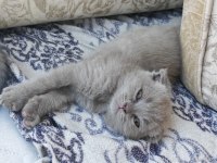 Scottish fold 50 günlük yavrular