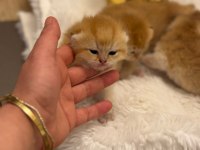 GOLDEN BRİTİSH SHORTHAİR YAVRULARIMIZ