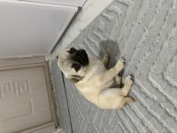 2 AYLIK PUG SAFKAN
