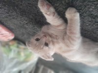 2 aylık scottish fold yavrularımız