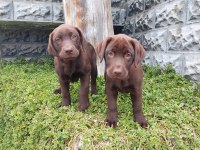 Labrador Yavrularımız