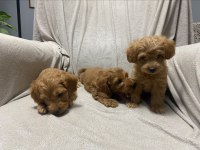 60 günlük toy poodle yavrular