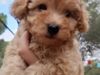 Toy Poodle BOBİİ