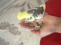 Evcil sultan papağanı