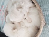 Pomeranian boo yavru köpekler