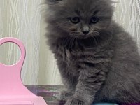 2 Aylık British Shorthair Erkek Dişi Yavrular