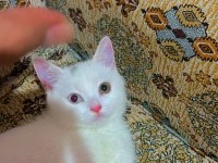 British shorthair kedim bulut