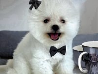 BEYAZ RENK 2 AYLIK POMERANİAN BOO DİŞİ YAVRU