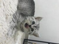 Sevimli british shorthair kedimiz