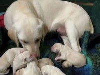EV ORTAMINDA BÜYÜYEN SAFKAN LABRADOR YAVRULARI
