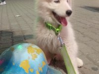Alaska kurdu 3aylık malamut