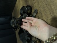Orjinal Yorkshire terrier bebekler