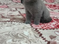 Sahibinden scottish fold 55 günlük