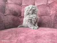 40 günlük scottish fold yaş mama ve tuvalet eğitimli