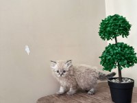 British longhair iki adet kedimiz