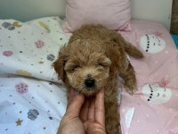 Anne Maltipoo Baba Toy Poodle