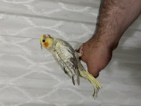 Sultan papağanı yavruları ele alışık