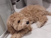 Aylık erkek maltipoo