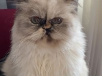 2 AYLIK DİŞİ VE ERKEK SAFKAN İRAN KEDİSİ YAVRULARI