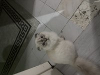 İnsan canlısı scottish fold