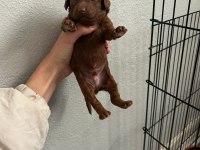 Son 1 adet dişi poodle yavrumuz