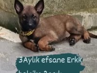 Belçika Kurdu Erkek Aşılı Yavrumuz