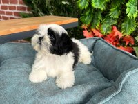 2.5 aylık full secere shih tzu yavruları