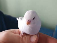 Yeni yeme düşmüş muhabbet kuşu yavrular