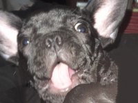 ORİJİNAL ERKEK FRANSIZ BULLDOG 6 AYLIK