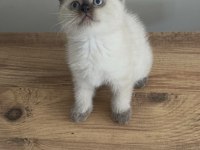 Chocallate point british shorthair yavrumuz