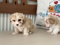 Ruhsatlı çiftlikde ziyarete açık kore maltipoo yavrular