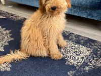 6 Aylık Toy Poodle