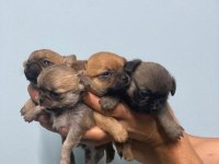 Elma Kafa Chihuahua Irk Garantili