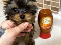Teacup Yorkshire Terrier