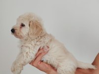 Erkek Maltipoo Yavrumuz
