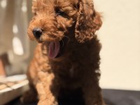 Toy Poodle Bebekler