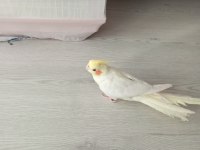Lutino erkek sultan papağanı