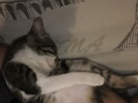 Tatlı bebek kedimiz