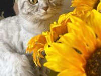Scottish Fold Kedimizi Sahiplendireceğiz