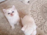 Safkan british shorthair yavrularımız