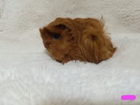 Sevimli Guinea Pig Yavruları