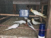 Albino, lutino, pied sultan papağanı yavruları