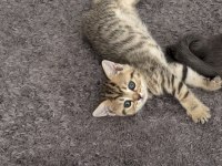 Golden british shorthair kedimiz