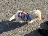 Maltipoo yavrumuza yuva arıyoruz ücretlidir
