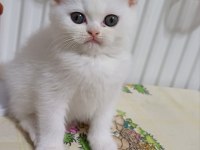 Yeni Yuvasına Hazır Kedilerimiz
