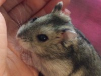 HAMSTER GONZALES YAVRULARIMIZ HERYERE GÖNDERİM
